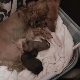 Dachshunds from Das Low Doxies