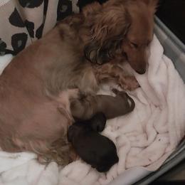 Dachshunds from Das Low Doxies