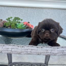 Girl 1 - Liver female Shih Tzu puppy in Whittier, California from Socal Mother Of Shih Tzus