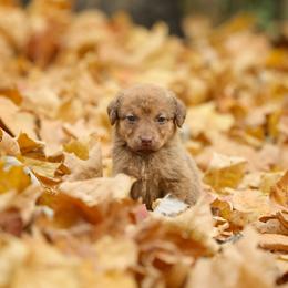 Baby Girl - Sedge female Chesapeake Bay Retriever puppy in Chatfield, Minnesota from Next Generation