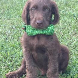 Harvey - Chocolate male Labradoodle puppy in Georgetown, South Carolina from Muddy Bay Kennels