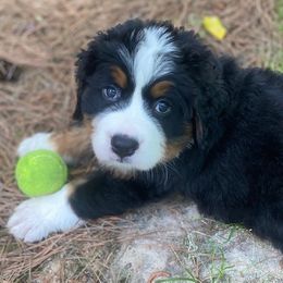Bernese Mountain Dog Puppies from Blue Ridge Mountains - Bernese Mountain Dog Pups
