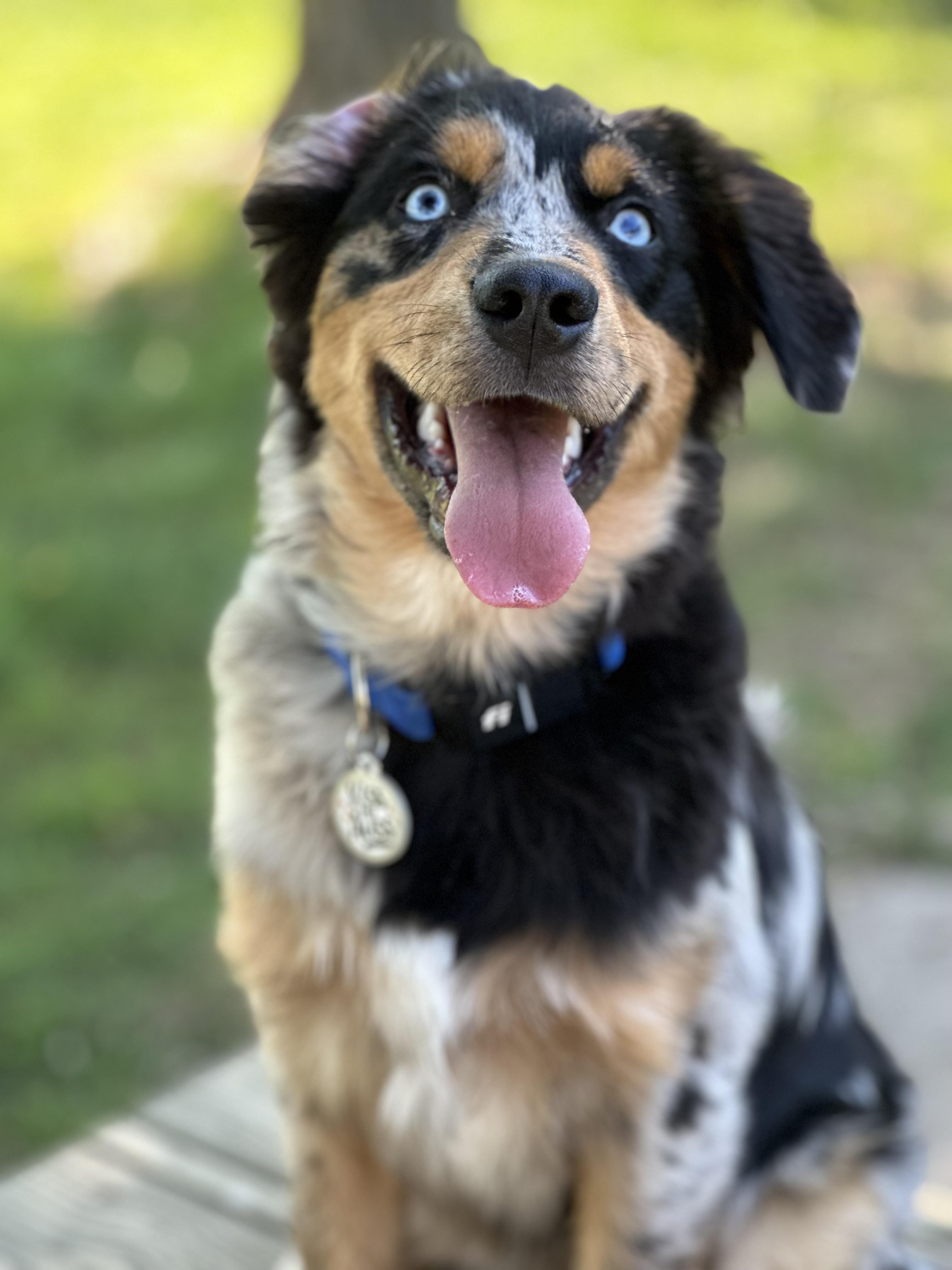 Shepperd Dogs Ranch Wiggle Bum Ranch in New York | Miniature Australian Shepherd puppies ...
