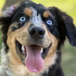 Miniature Australian Shepherds from Wiggle Bum Ranch