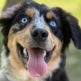 Miniature Australian Shepherds from Wiggle Bum Ranch