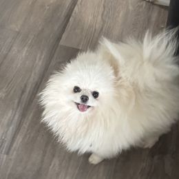 Ginny - Pomeranian