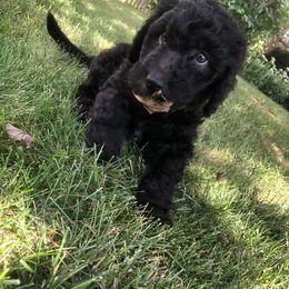 Goldendoodle Puppies from Brighton Doodles