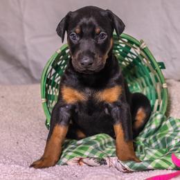 Pink Girl - Black and rust female Doberman Pinscher puppy in Shelby, North Carolina from IronBee Dobermans