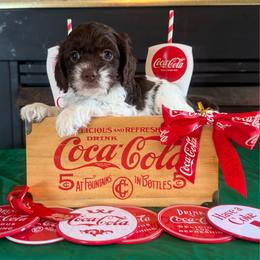 Carajillo - Brown and white female Cockapoo puppy in Holton, Indiana from MoonShine Babies