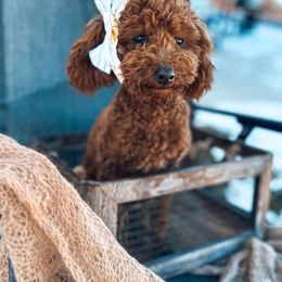 Willow - Poodle