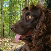 Boykin Spaniel All Grown Up from Cavern Kennels
