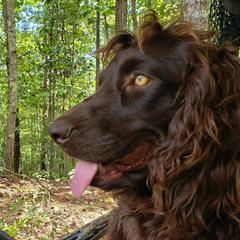 Boykin Spaniel All Grown Up from Cavern Kennels