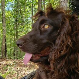Boykin Spaniel All Grown Up from Cavern Kennels