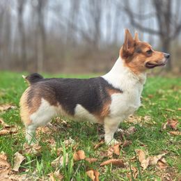 Miyagi - American Corgi