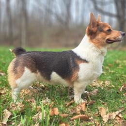 Miyagi - American Corgi