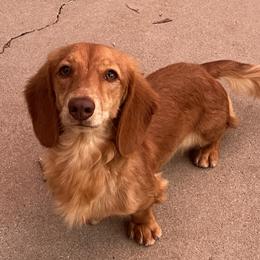 Ferrari - Dachshund
