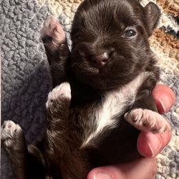 Sweet Hope - Chocolate female Havanese puppy in Arizona from HavaDoggie