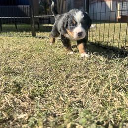Bernese Mountain Dog Puppies from Julia Bonds