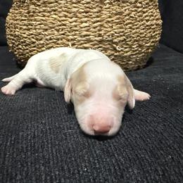 Crisp - Cream male Dachshund puppy in Luling, Texas from Kristina's Dachshunds