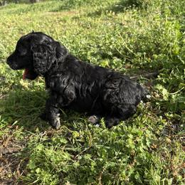 Golden Mountain Doodle Puppies from Turpin Ranch