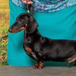 Sunny - Dachshund