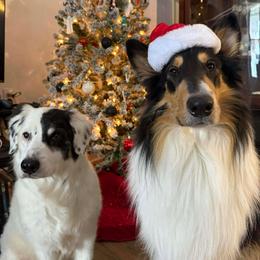 Collie and Yorkshire Terrier All Grown Up from Puppy Dog City