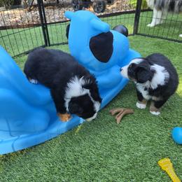 Miniature American Shepherd Puppies from All About Me Miniature American Shepherds