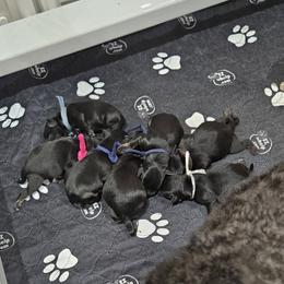 Girl 1 - Black female Miniature Schnauzer puppy in Blountville, Tennessee from Maxwell House Schnauzers