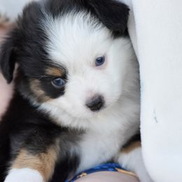 Susannah - Black tri female Toy Australian Shepherd puppy in Wichita Falls, Texas from Shooting Stars Ranch Toy and Mini Aussies