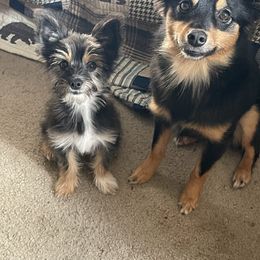 Toy Australian Shepherd and Yorkshire Terrier All Grown Up from CountryHart Kennels