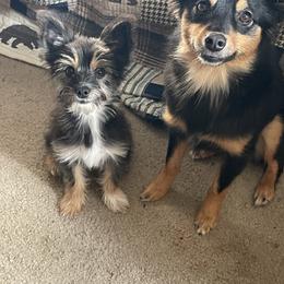 Toy Australian Shepherd and Yorkshire Terrier All Grown Up from CountryHart Kennels