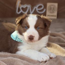 Kash - Green collar - Red male Border Collie puppy in Courtland, Alabama from C Bar C Ranch Border Collies
