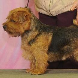 Norfolk Terrier and Norwich Terrier All Grown Up from Infinity Kennels