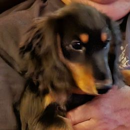 Boy 1 - Black and tan Dachshund puppy in California from Joe's Dachshunds