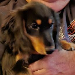 Boy 1 - Black and tan Dachshund puppy in California from Joe's Dachshunds