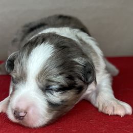Girl 1 - Blue merle Miniature Australian Shepherd puppy in Woodlake, California from For the Love of Aussie