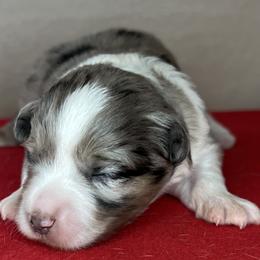Girl 1 - Blue merle Miniature Australian Shepherd puppy in Woodlake, California from For the Love of Aussie
