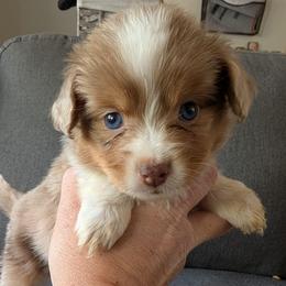 Hermoine - Red merle female Miniature Australian Shepherd puppy in Bend, Oregon from Wonderland Aussies