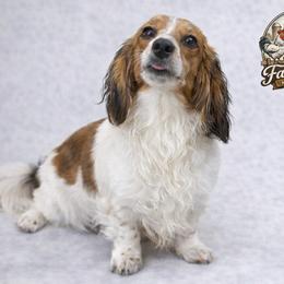 Harbor - Dachshund