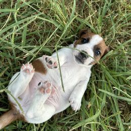 Russell Terrier Puppies from Claddagh Pastures