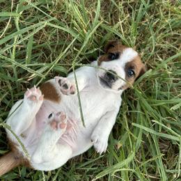 Russell Terrier Puppies from Claddagh Pastures