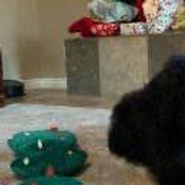 Aussiedoodles, Goldendoodles, and Labradoodles from Loving Doodle