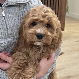 Valentine - Red male Cavapoo puppy in Rio Linda, California from VitPom Puppies