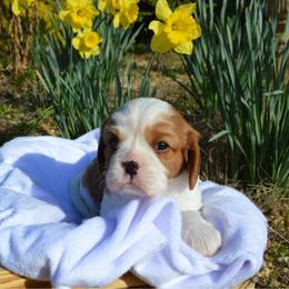 AKC Boy 1 - Blenheim male Cavalier King Charles Spaniel puppy in Resaca, Georgia from Freeman's Royal Cavaliers