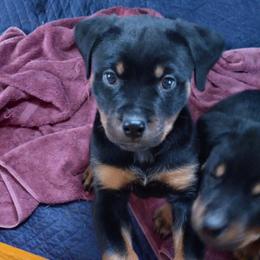 Rottweiler Puppies from Gregory Mulkey's Rottweilers