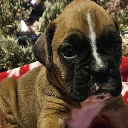 Girl 3 - Boxer puppy from Meredith's Boxer Puppies