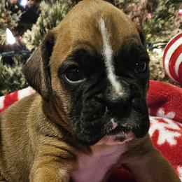 Girl 3 - Boxer puppy from Meredith's Boxer Puppies