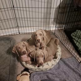 Weimaraner puppies from Colfaidar Weimaraners