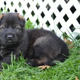 German Shepherd Puppies from Rodina Straze German Shepherds