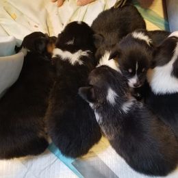 Pembroke Welsh Corgi Puppies from McFadden's Corgis